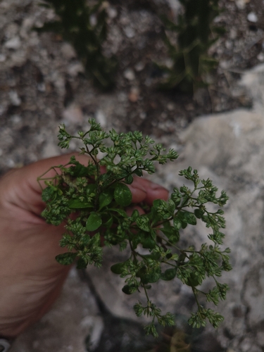 fourleaf manyseed