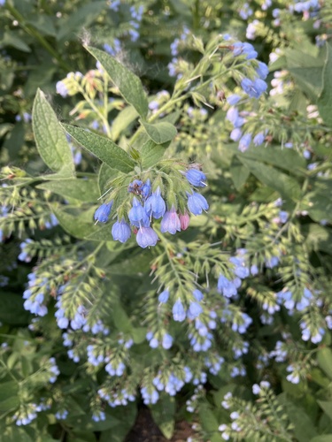 Caucasian Comfrey