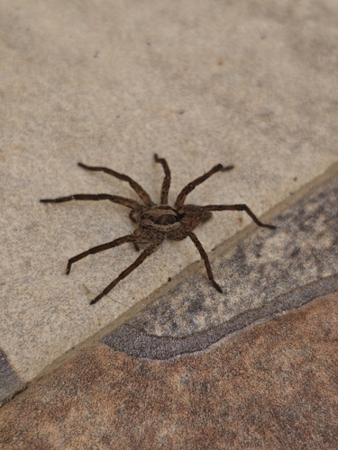 Radiated Wolf Spider