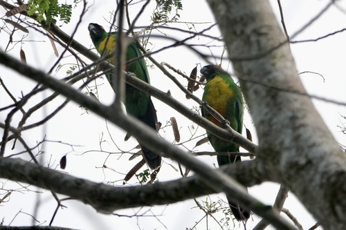 Masked Shining-Parrot