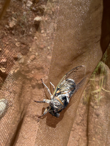 Common Cicada