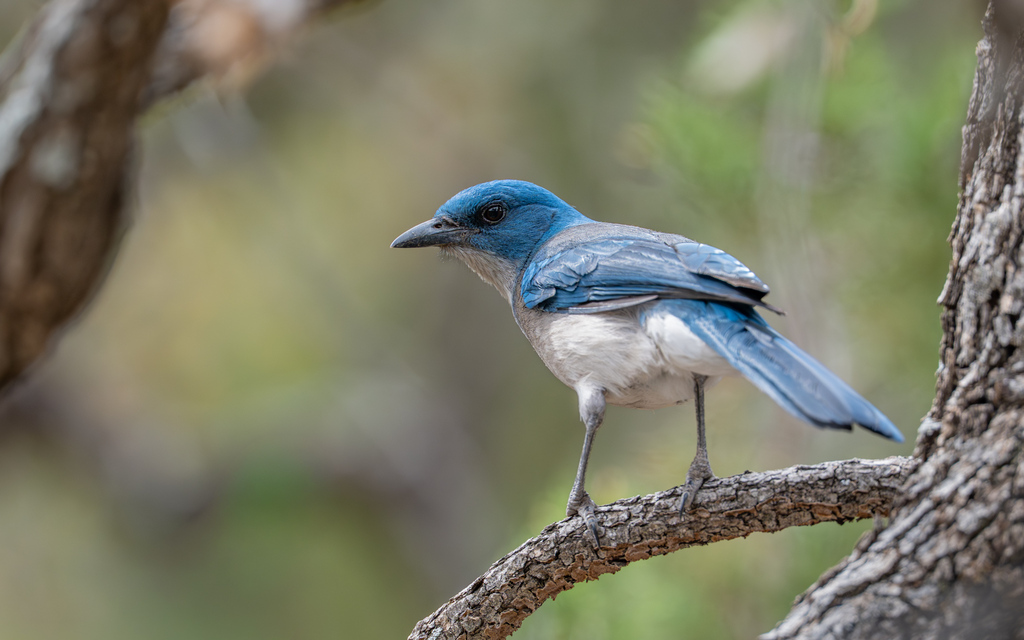 Mexican Jay (Aphelocoma wollweberi) · iNaturalist