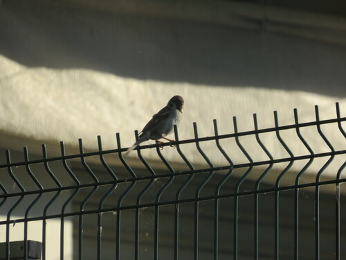 House Sparrow
