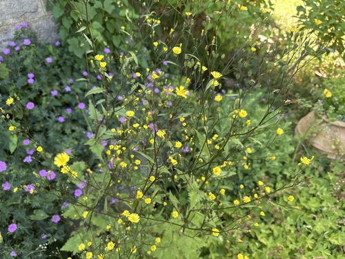 nipplewort