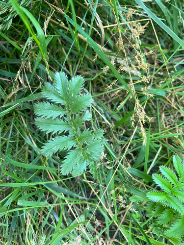 common silverweed