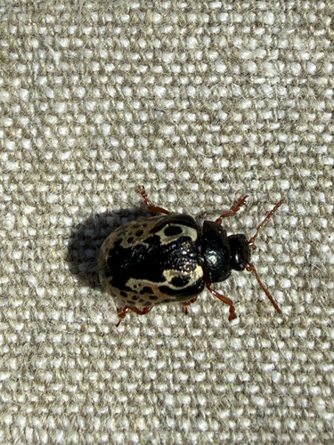 Confluent Leaf Beetle