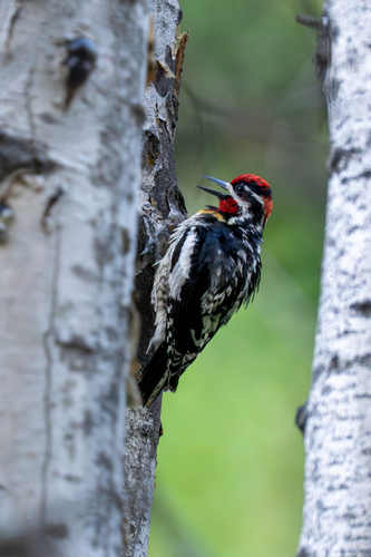 Red-naped Sapsucker