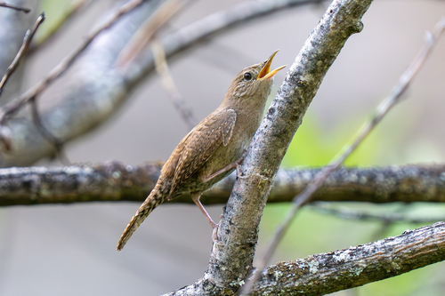 Northern House Wren