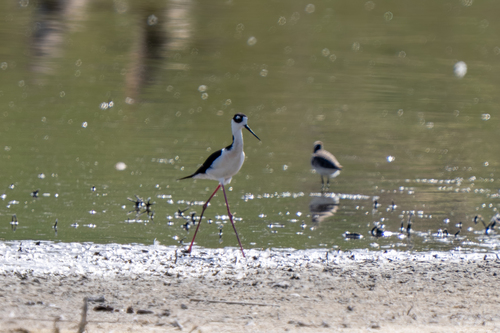 Black-necked Stilt