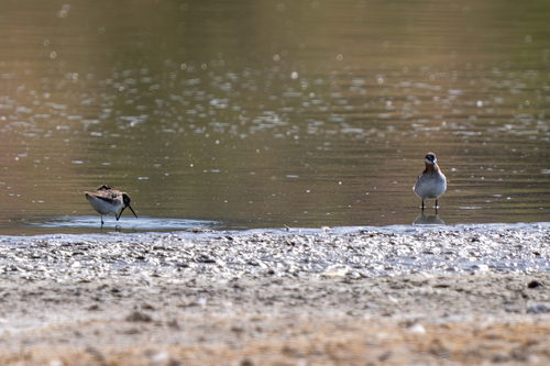 Wilson's Phalarope