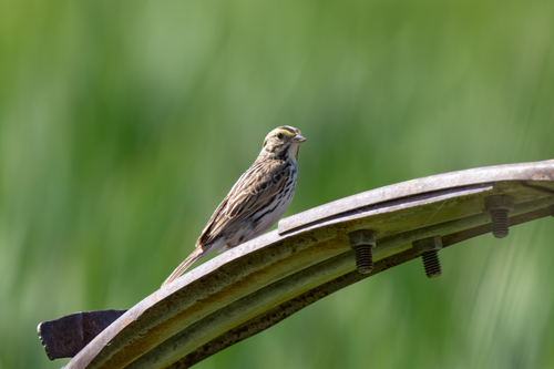 Savannah Sparrow