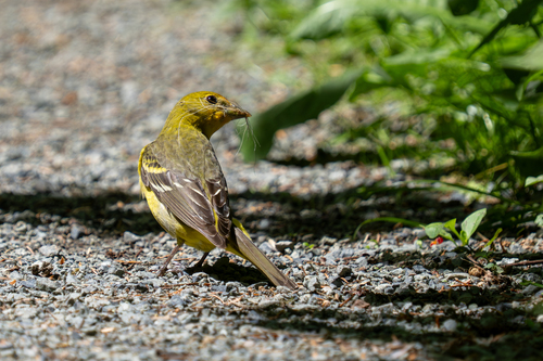 Western Tanager