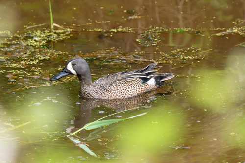 Blue-winged Teal