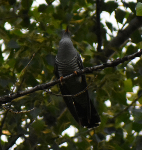 Common Cuckoo