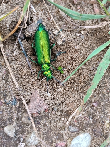 Lytta vesicatoria