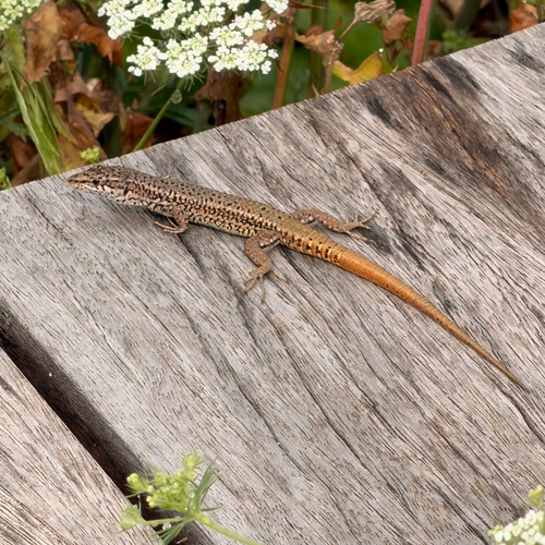Green Iberian Wall Lizard