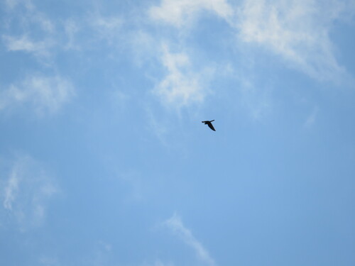 Eurasian Kestrel