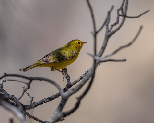 Wilson's Warbler