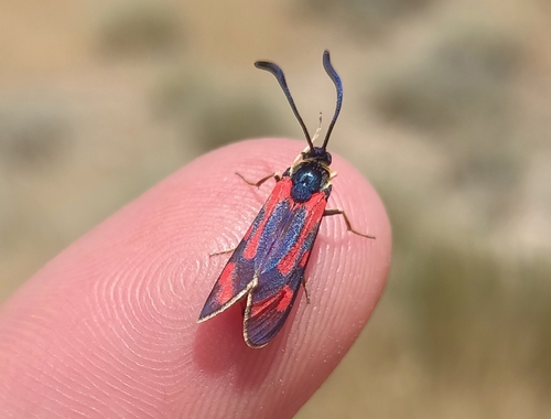 Zygaena favonia