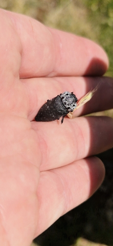 Flat-headed Root-borer