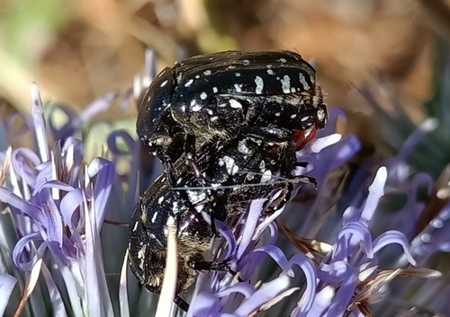 Mediterranean Spotted Chafer
