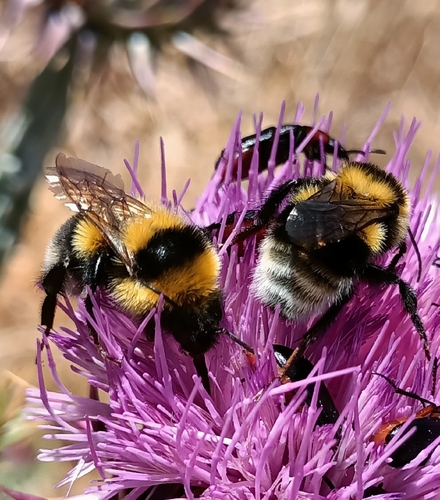Large Garden Bumble Bee