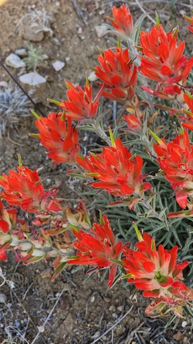 Wholeleaf Paintbrush