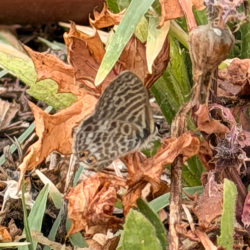 Lang's Short-tailed Blue