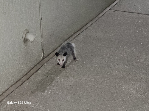 Virginia Opossum