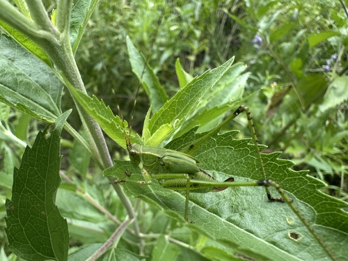 Fork-tailed Bush Katydid