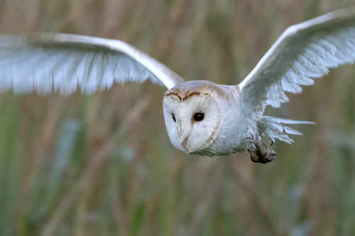 Western Barn Owl
