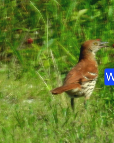 Brown Thrasher