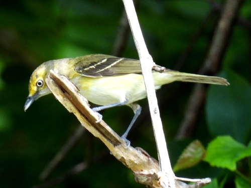 White-eyed Vireo