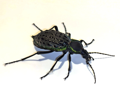 Carabus augustus