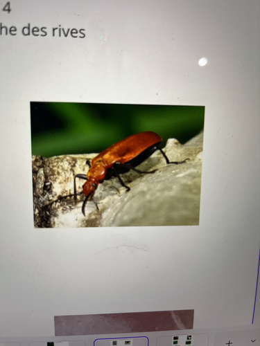 Common Cardinal Beetle