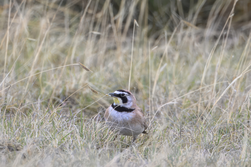 Horned Lark