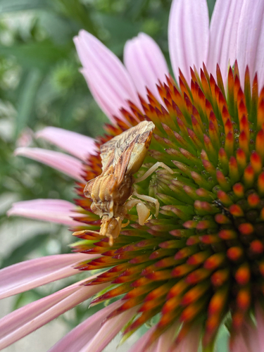 Phymata fasciata