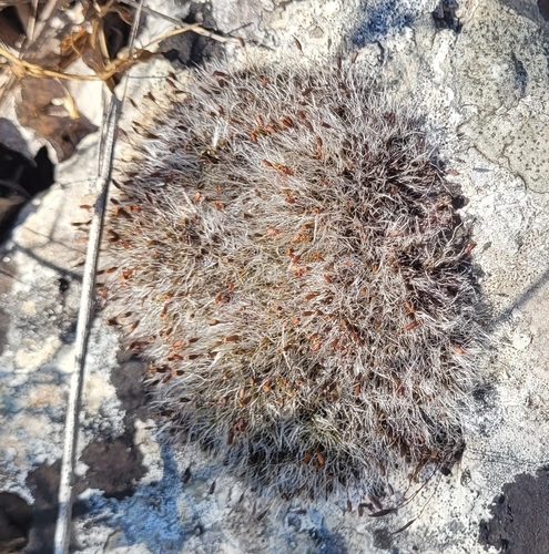 Grey-cushioned Grimmia