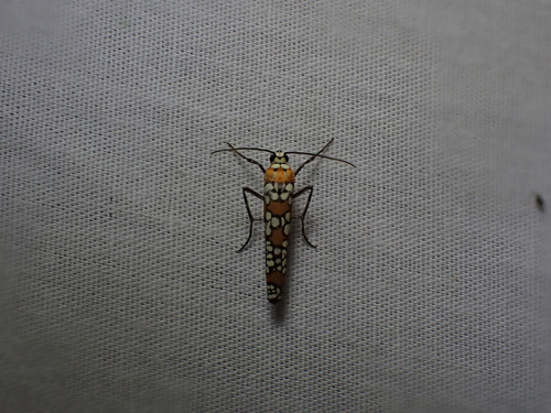 Ailanthus Webworm Moth
