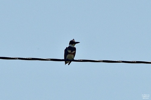 Belted Kingfisher