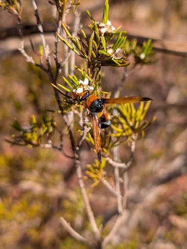 Orange-tailed Potter Wasp