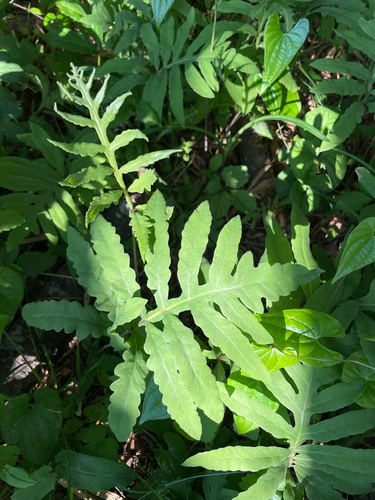 sensitive fern