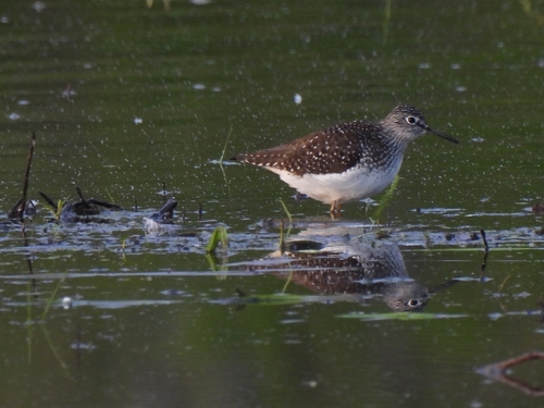 Solitary Sandpiper