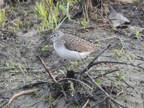 Solitary Sandpiper