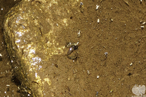 Acute Bladder Snail · 왼돌이물달팽이