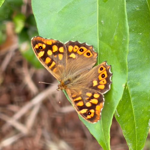 Speckled Wood