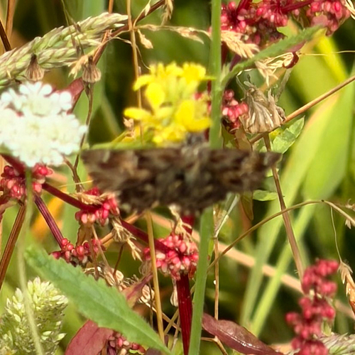 Mallow Skipper