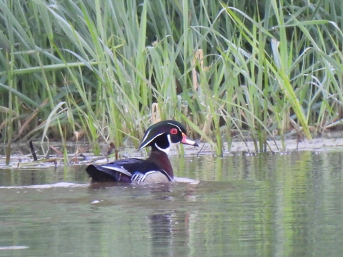 Wood Duck