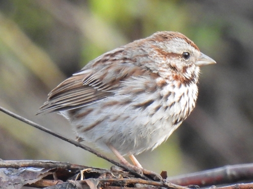 Song Sparrow