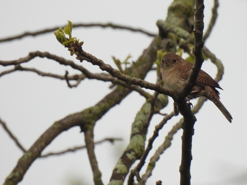 Northern House Wren